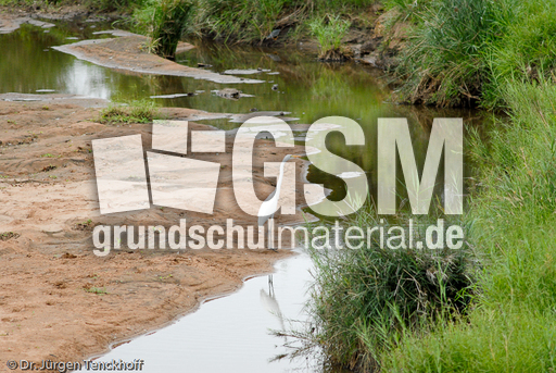 Silberreiher (1 von 3).jpg